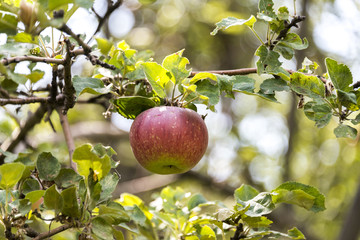 Яблоко на ветке
