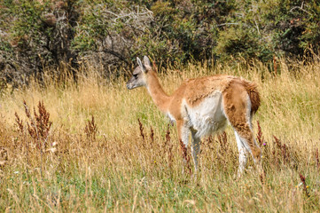 Torres del Paine National Park, Chile