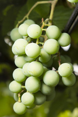 White grape plant tartrate