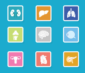 Human organ icon set. Modern flat design anatomy icons