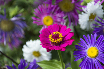 Obraz premium Цветок