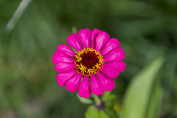 Obraz premium Цветок