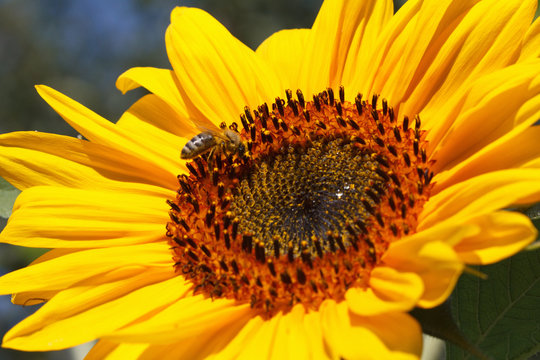 Close up of bee on sunflower