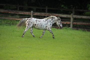 Knabstrupper und Pinto Pony 