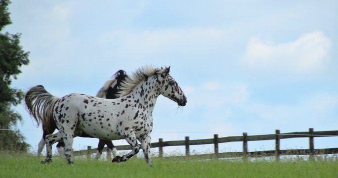 Knabstrupper und Pinto Pony 