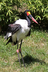 Sattelstorch