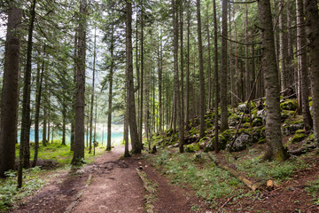 path in green pinetrees forest