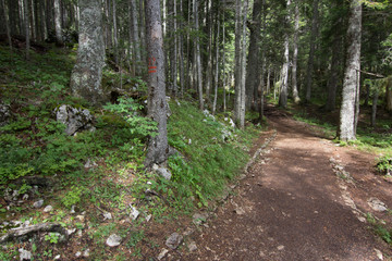 path in green pinetrees forest