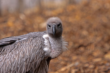 Gänsegeier