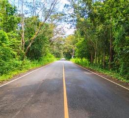 The road with tunnel of trees above