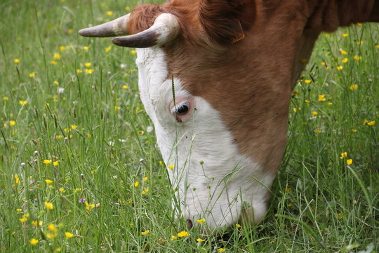 Muccha che bruca