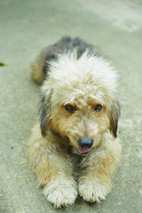 Cute Furry Dog on Concrete floor