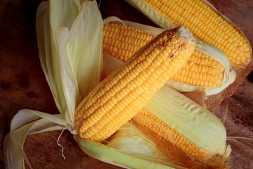 fresh corn