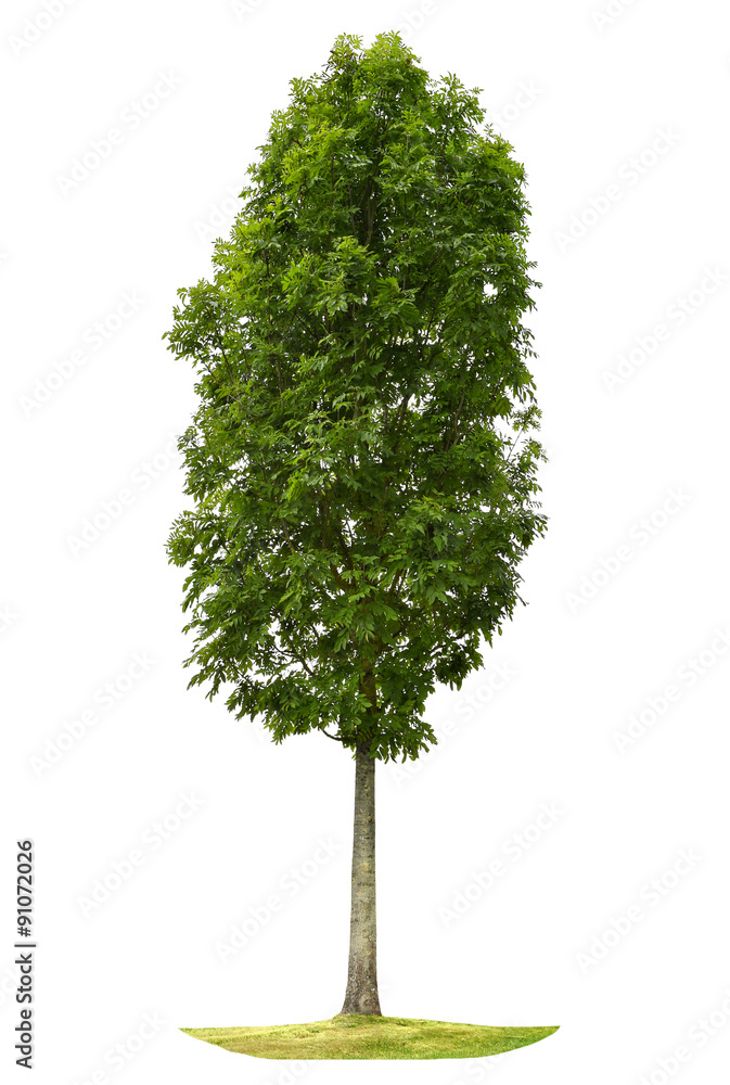 Canvas Prints green tree isolated on white background. nature object
