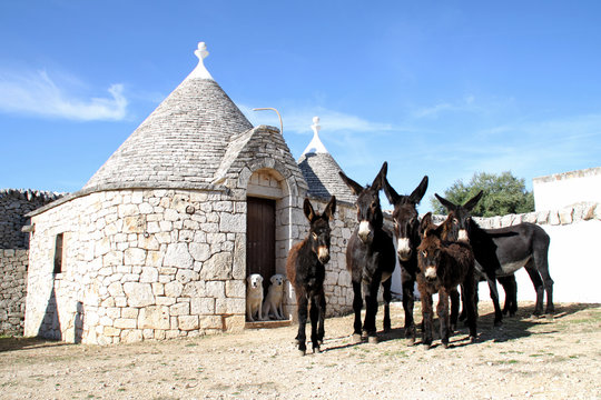 Asino martinese con trullo