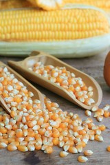 fresh corn and dries seed