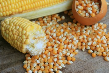 fresh corn and dries seed