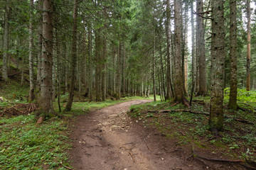 Obraz premium path in green pinetrees forest