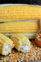 fresh corn and dries seed