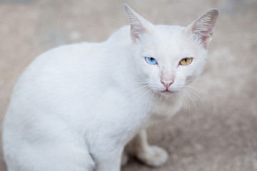 White Cat