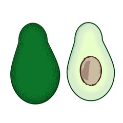 Avocado isolated vector illustration.