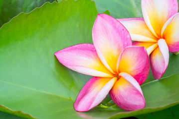 Frangipani flower beautiful