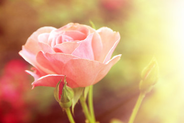 Beautiful pink rose on bright background