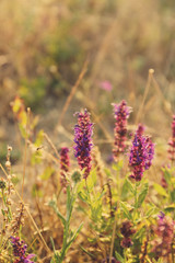 Beautiful flowers in field with sunlight