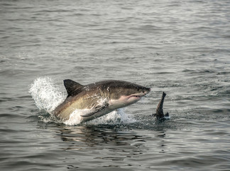 Fototapeta premium Great white shark breaching