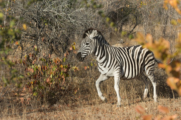 Plains zebra in the bush