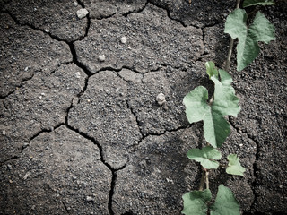 Ivy tree on dry and crack soil background