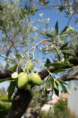 Olives de Provence