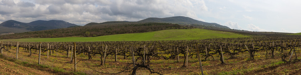 Fototapeta na wymiar vineyard in the mountains