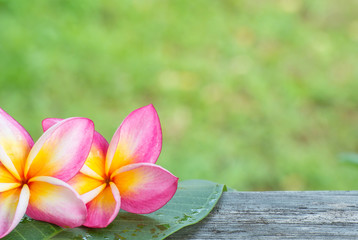 Frangipani flower beautiful