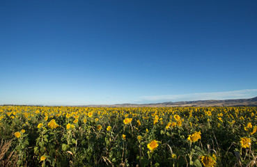 Field of Sunflowers.