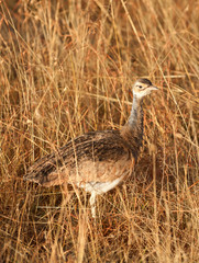 Kori Bustard, Masai Mara