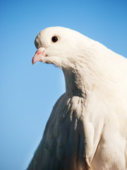 White dove