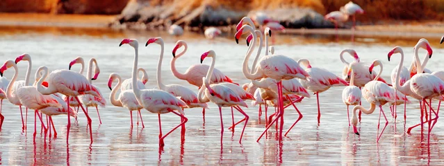 Foto op Canvas Flamingo& 39 s bij het Bogoria-meer, Kenia © ivanmateev