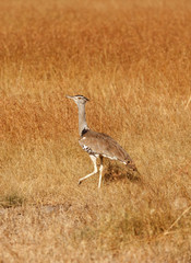 Kori Bustard, Masai Mara