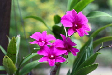 thai orchids