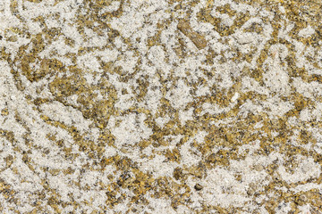 Labyrinthine paths of marine gastropods