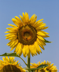 Naklejka premium girasole 
