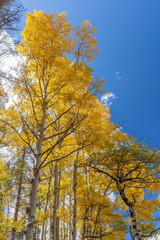 Colorado Mountain landscape in Fall