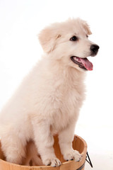 chiot berger blanc Suisse