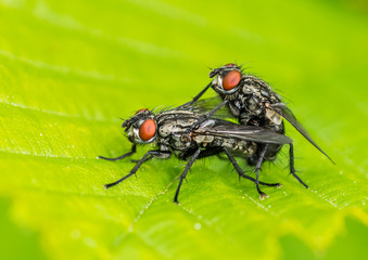 Frisky Flesh Flies