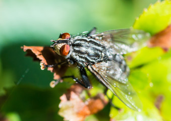 Red Eye Fly