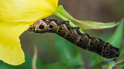 Elephant Hawk Moth Munching