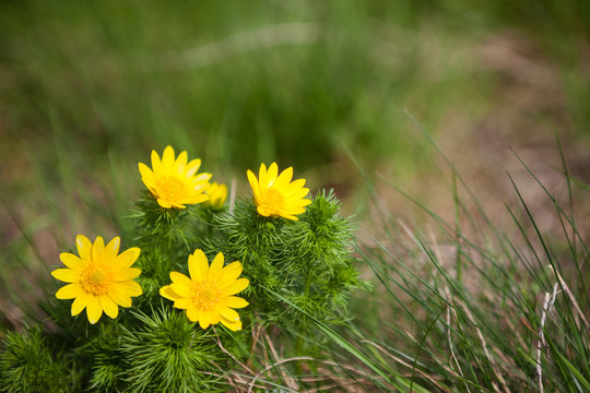 Adonis Vernalis Flower