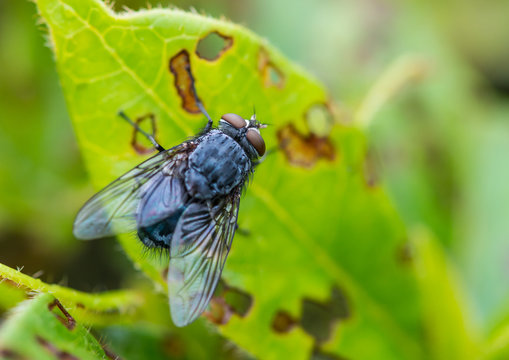 Fly On Fading Leaf