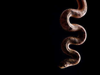 Fototapeta premium baby snake isolated
